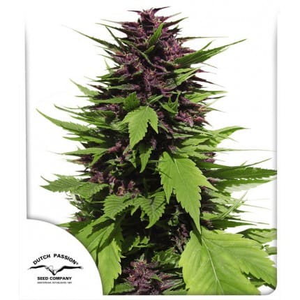 Frisian Duck Feminisiert - Hanfgarten