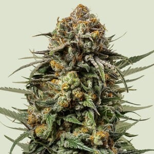 Gelato 44 - Royal Queen Seeds