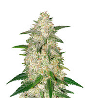 Gelato Auto – Herbies
