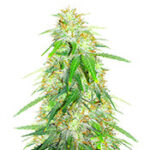 Gelato Glue Autoflower