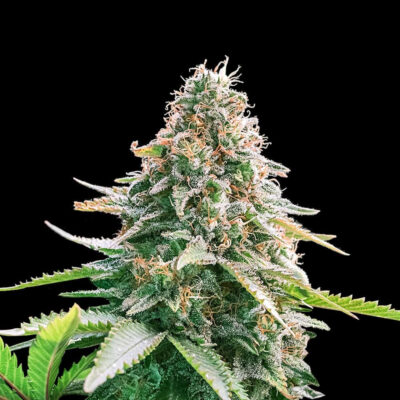 Gelato Samba Autoflower Seeds 24% THC - East Smoke