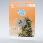 Gelato THC-Seeds
