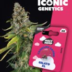 Gelato XL Iconic Seeds