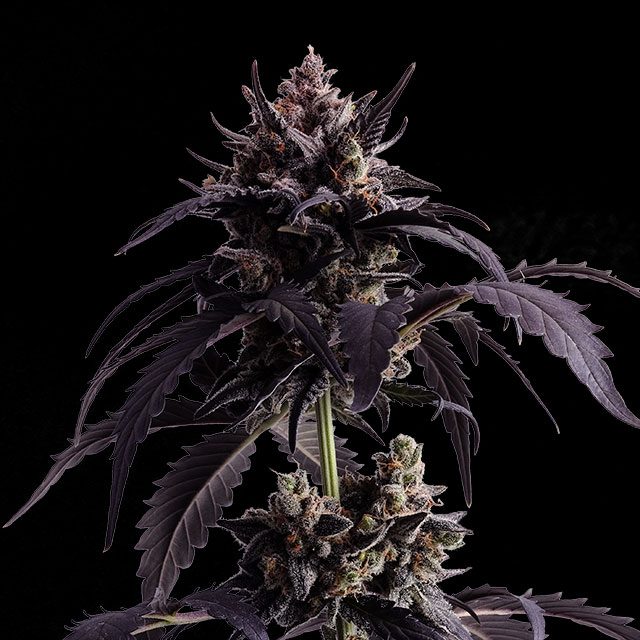 Ginger Punch Auto - Kannabia