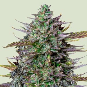 GOAT'lato Auto - Royal Queen Seeds