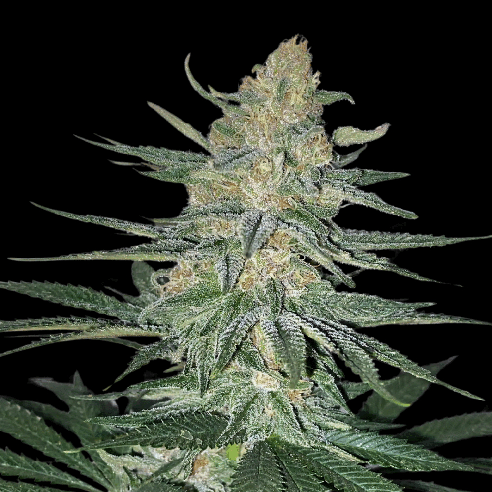 Gorilla Glue Samen Feminisiert - Lucky Hemp