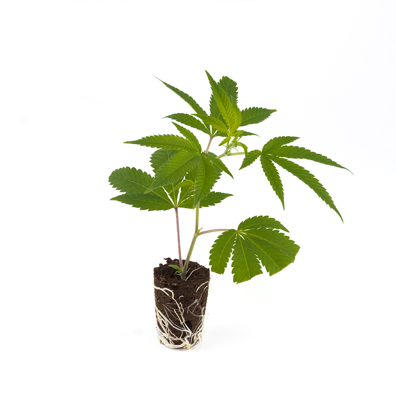 Gorilla Zkittlez - Hanfgarten