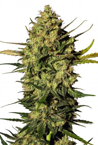 Grand Master Kush Seeds 24% THC - East Smoke
