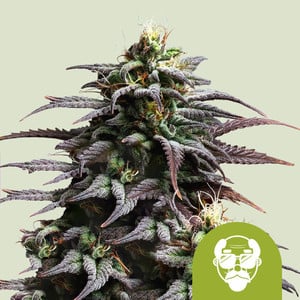 Granddaddy Purple Auto - Royal Queen Seeds