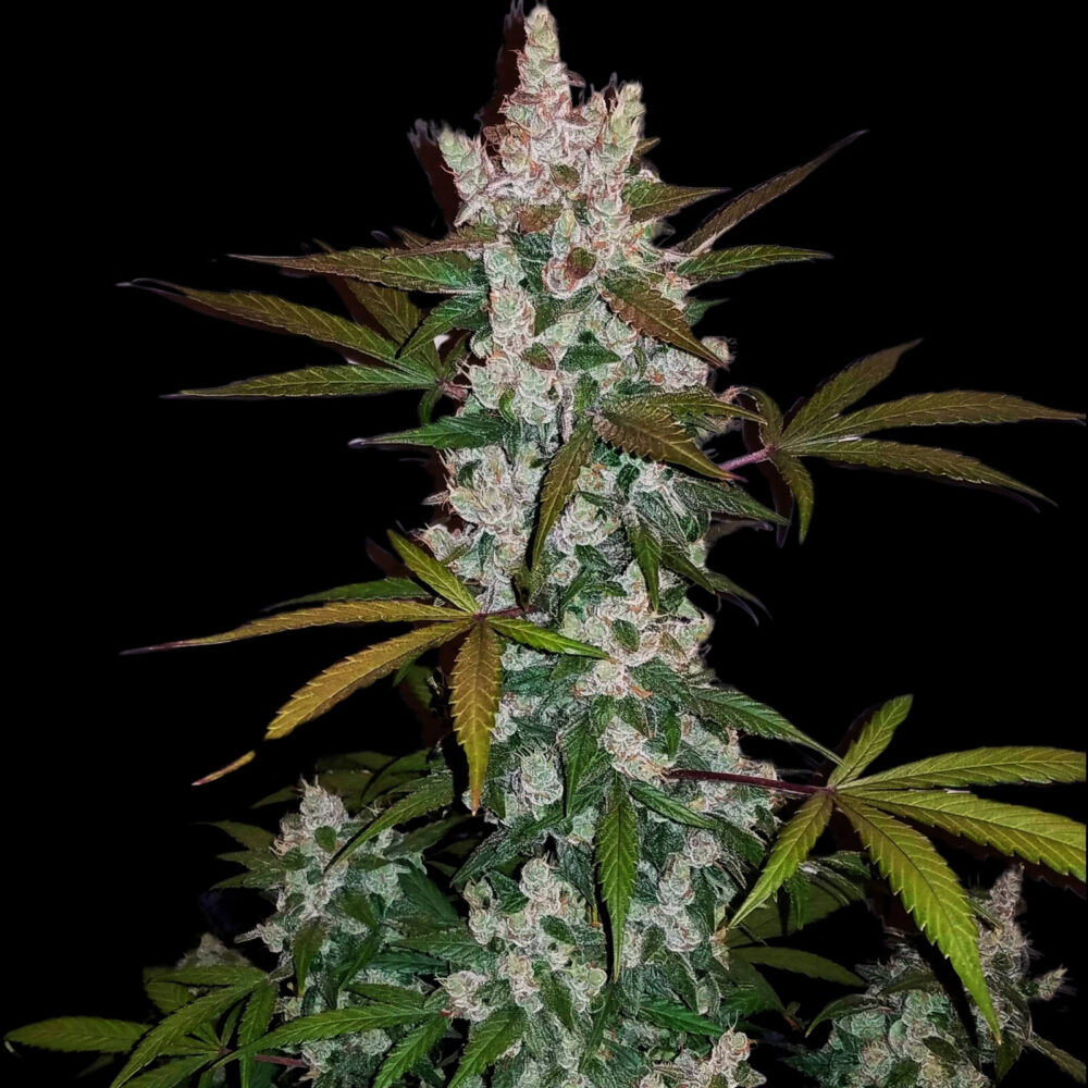 Green Scout Cookies Seeds Feminisiert 20% THC - East Smoke