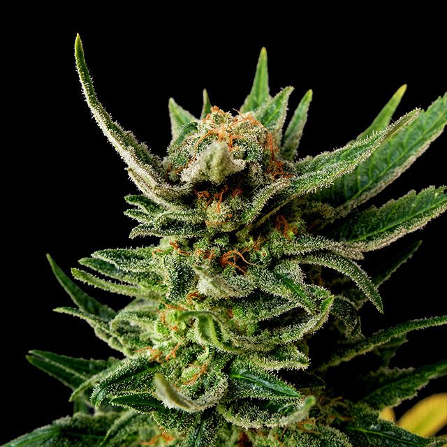 Gypsy Kush - Kannabia