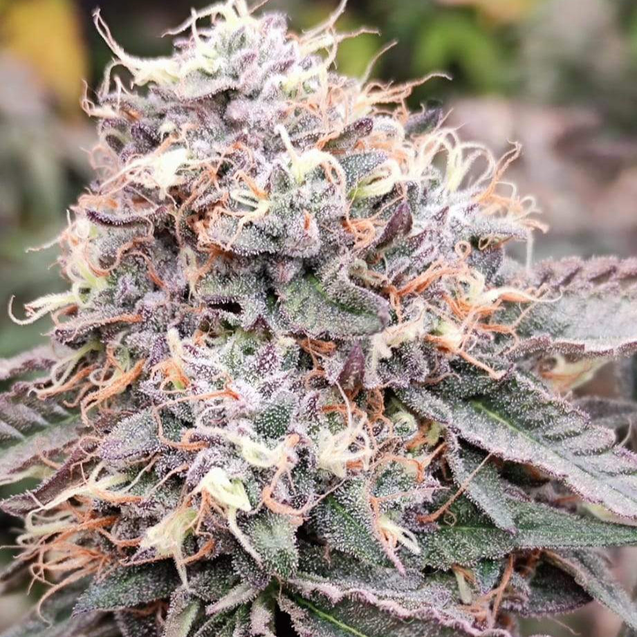 Hardcore OG Samen Automatik - Lucky Hemp