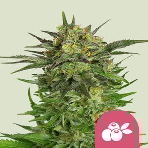 Haze Berry - Royal Queen Seeds