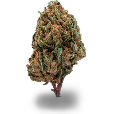 Hazelnut Cookies - CBDIA