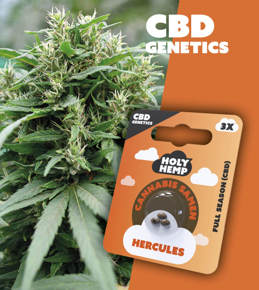 Hercules CBD Genetics - Holy Hemp