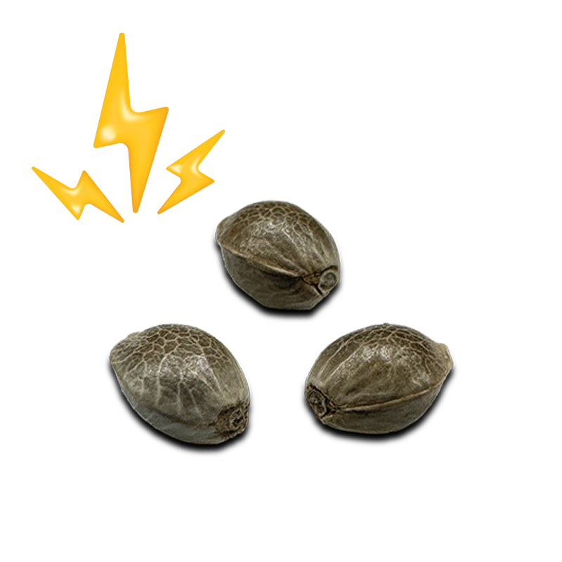 High THC Samen Set Feminisiert - Lucky Hemp