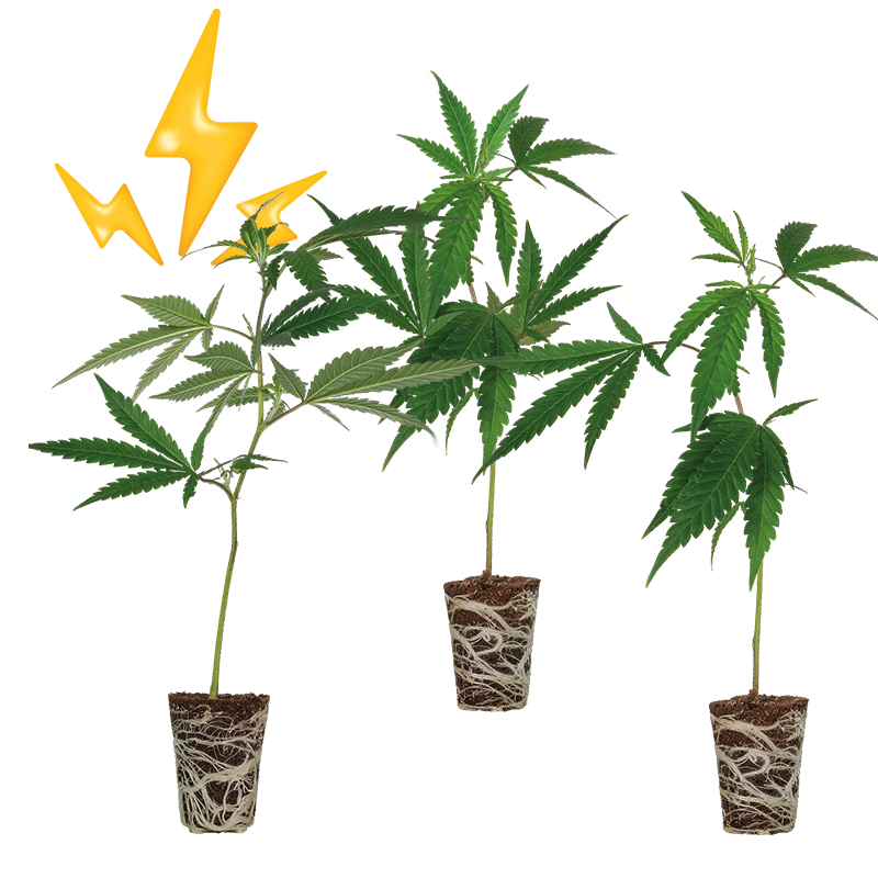 High THC Steckling Set - Lucky Hemp