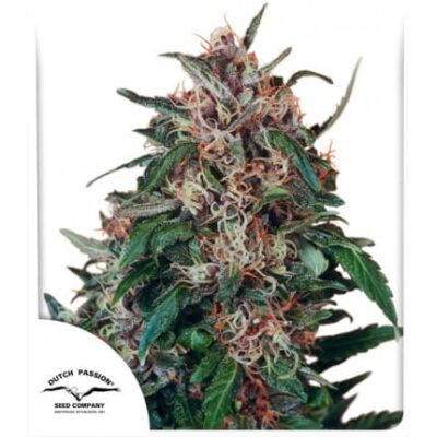 Hollands Hope Feminisiert - Hanfgarten