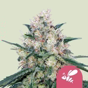 Honey Cream Fast Flowering - Royal Queen Seeds