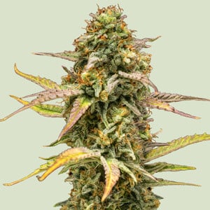 Hyperion F - Royal Queen Seeds