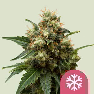 ICE - Royal Queen Seeds