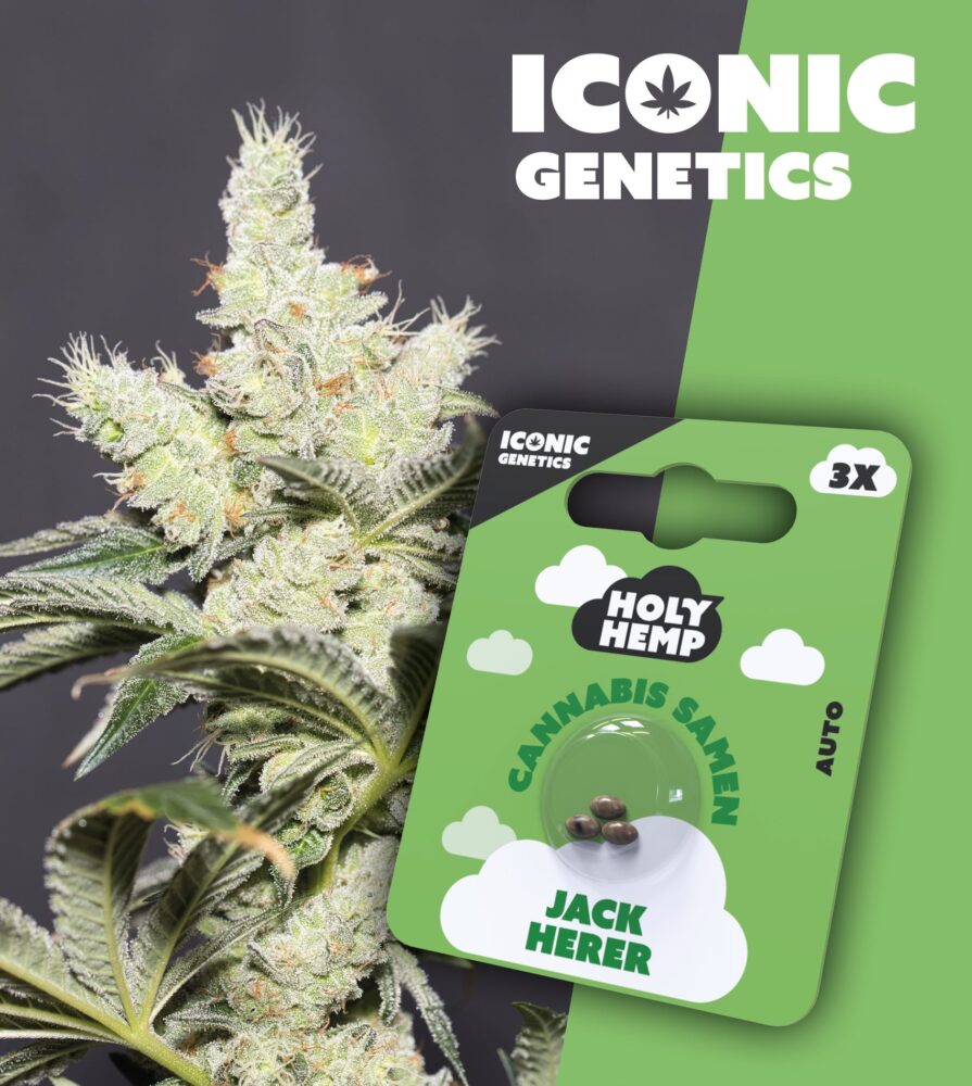 Jack Herer Iconic Seeds - Holy Hemp