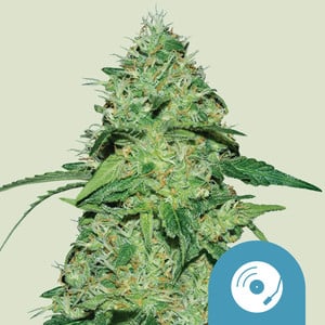 Joannes CBD - Royal Queen Seeds