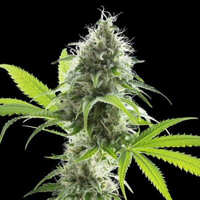 Kama Kush CBD - Kannabia