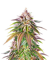 Kush Mintz - Herbies