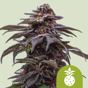 Larry OG - Royal Queen Seeds