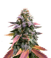 Laughing Buddha - Herbies