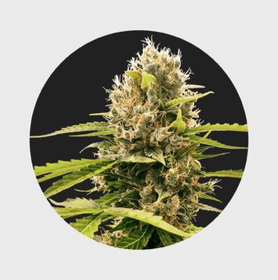 Legendary Cali Genetics Seeds Cream Mandarine 18% THC auto flowering - Flower Power