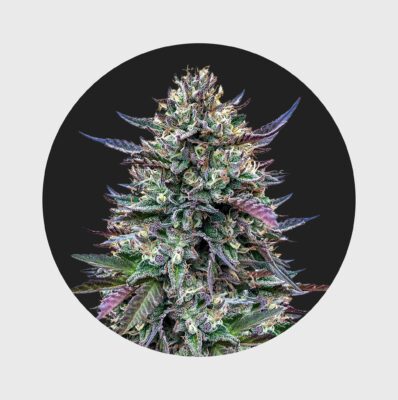 Legendary Cali Genetics Seeds Pinky420 32% THC  auto flowering - Happy420