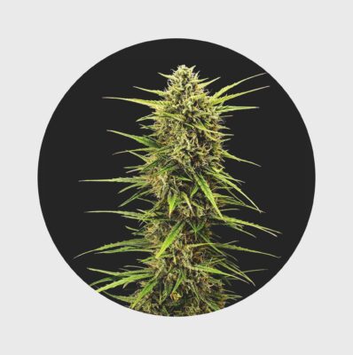 Legendary Cali Genetics Seeds Rainbow Apples 25% THC  full season - Happy420