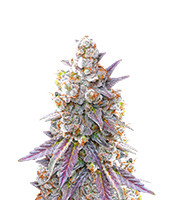 Lemon Drizzle - Herbies