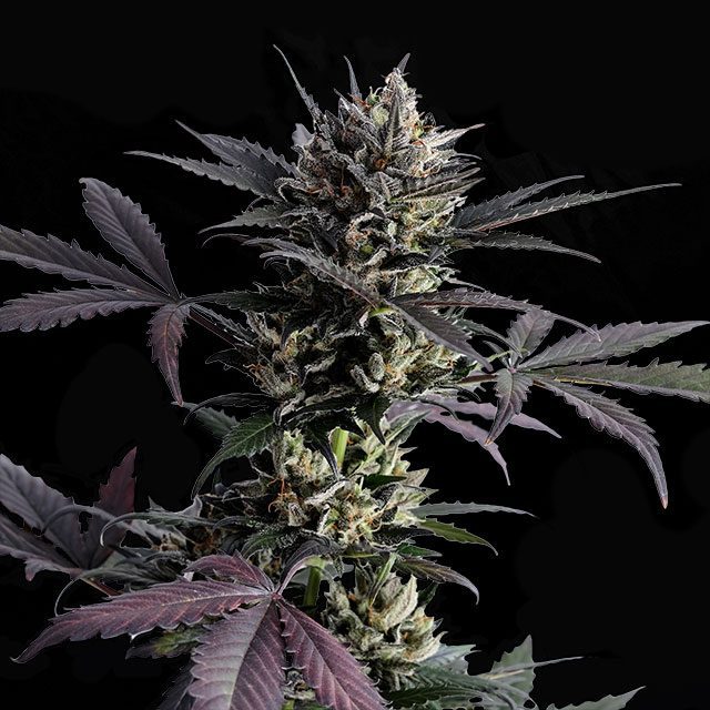 Lemon Haze Auto - Kannabia