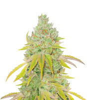 Lemon Tree - Herbies