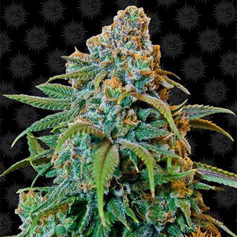 Liberty Haze Feminisiert - Hanfgarten