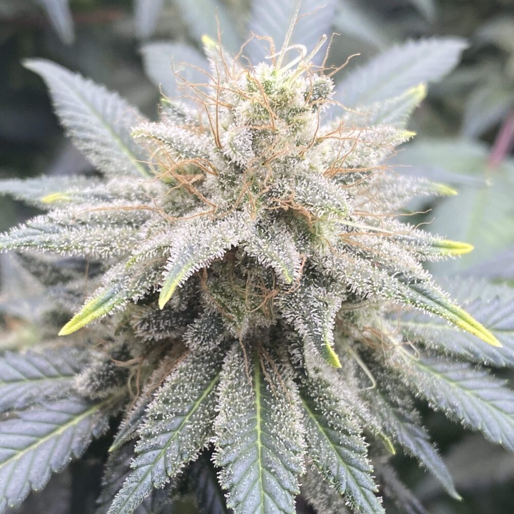 MAC Samen Automatik - Lucky Hemp