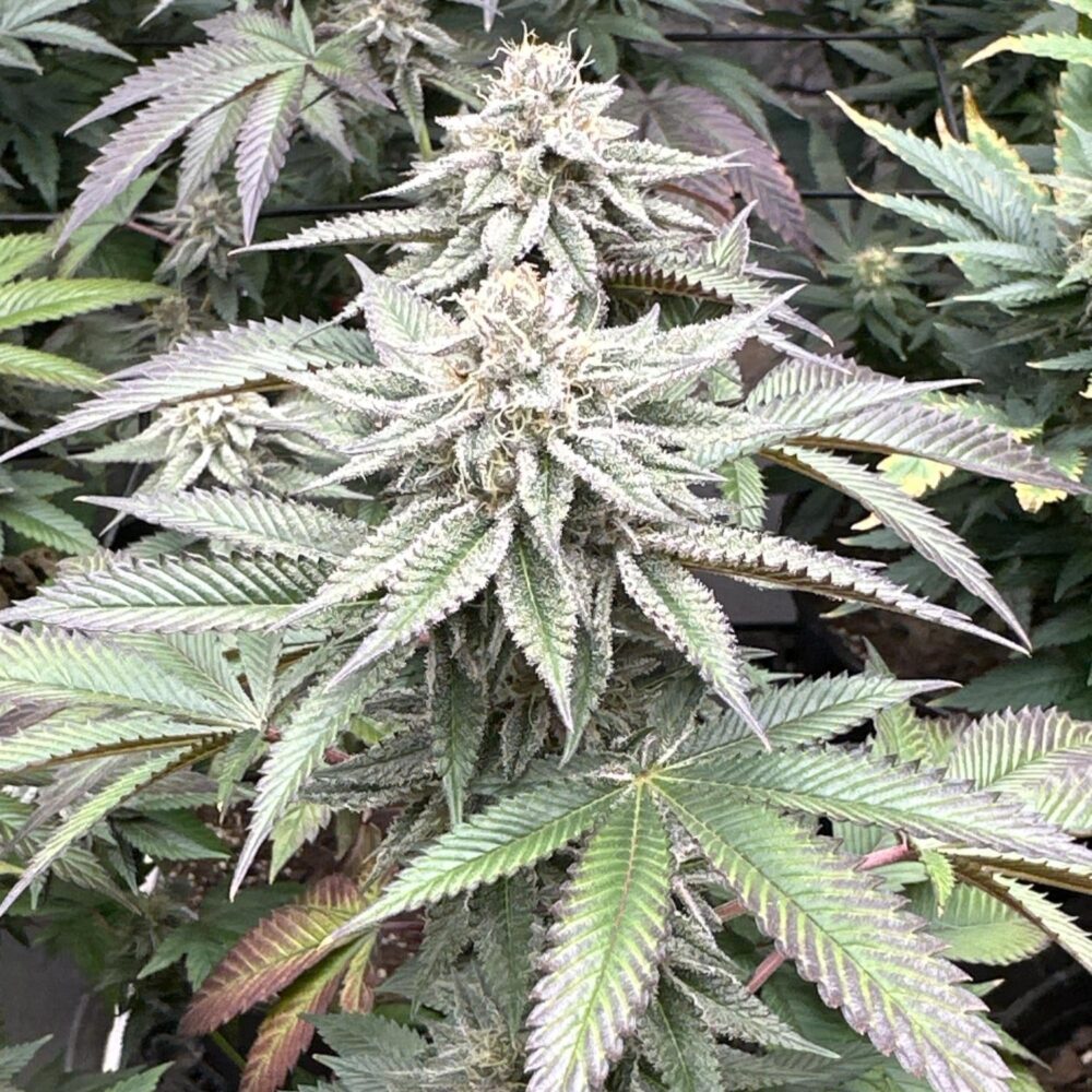 MAC1 Steckling - Lucky Hemp