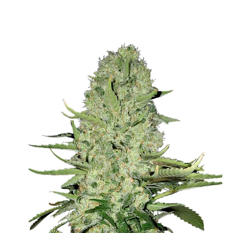 Mandarine Punch Cannabis Samen Indica Dominant Autoflowering - CBD040