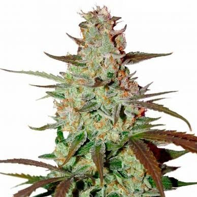 Mazar Extra Seeds 22% THC - East Smoke