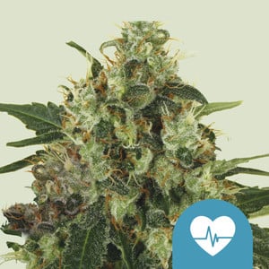 Medical Mass - Royal Queen Seeds