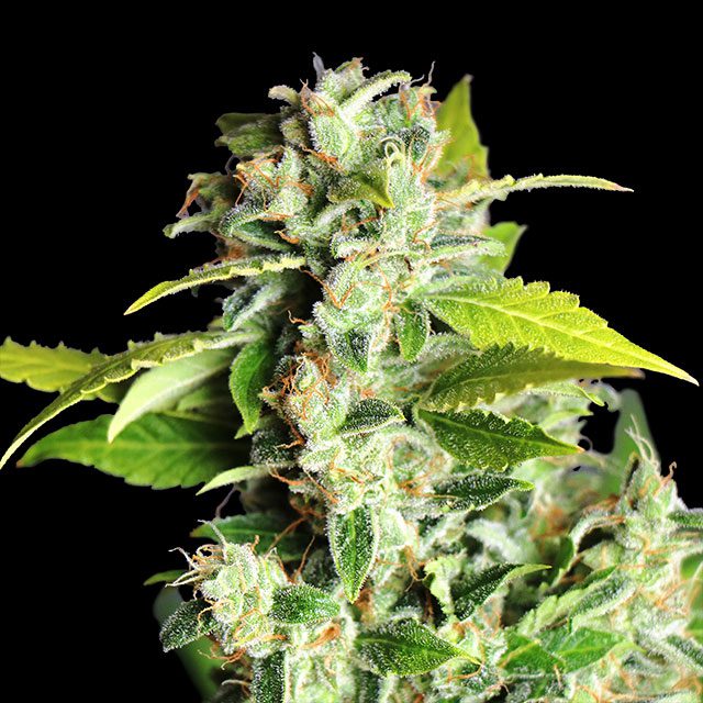 Mikromachine Auto - Kannabia