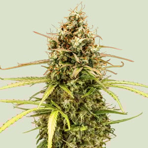 Milky Way F - Royal Queen Seeds