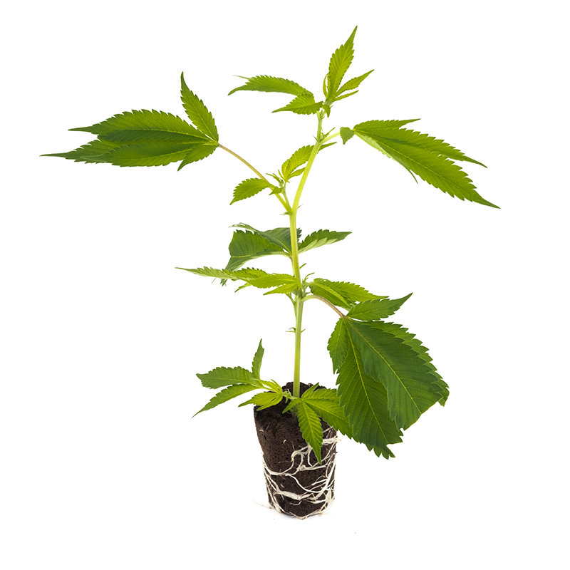 Mimosa EVO - Hanfgarten