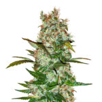 Mimosa x Orange Punch Auto