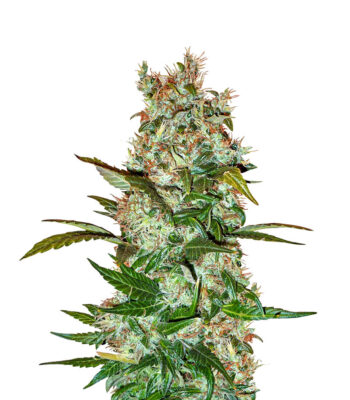 Mimosa x Orange Punch Auto - Herbies