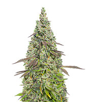 Moby Dick Auto - Herbies