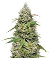 Mokum's Tulip - Herbies